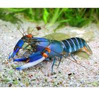 Cherax Alyciae Blue-Kong