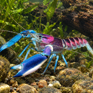 Cherax pulcher - Hoa Creek Kreeft