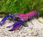 Cherax sp.Purple Snakeskin tricolor